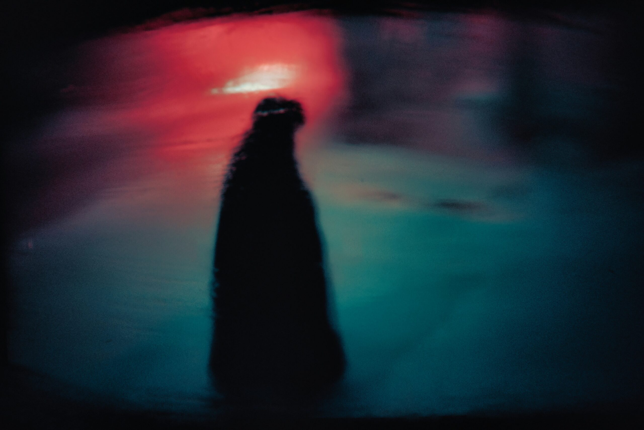 Harmed by Medical Transition